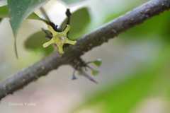 Canthium angustifolium